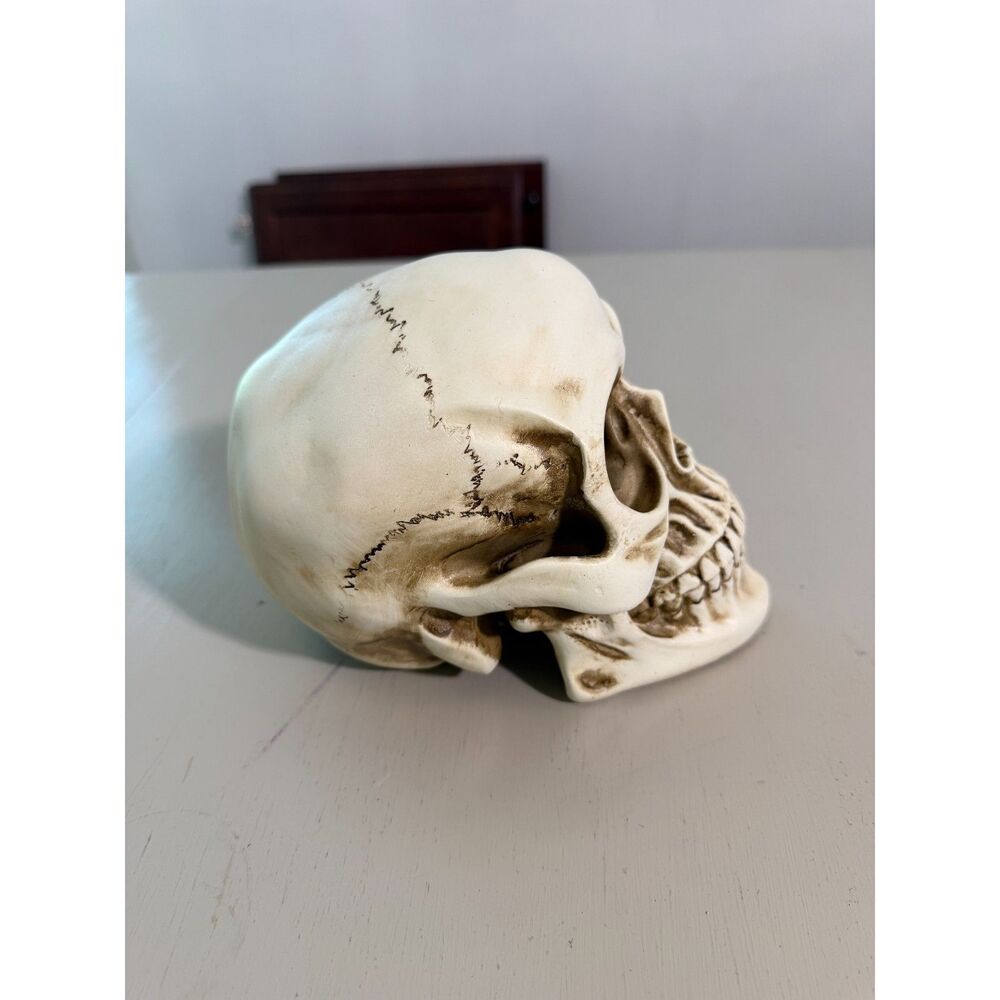 Decorative Skull Halloween Accent Realistic Gothic Spooky Decor 7" Skull - Picture 3 of 8